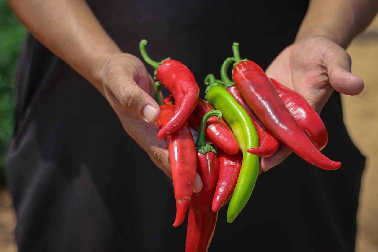 حصاد الفلفل