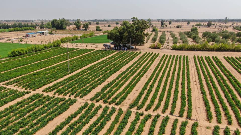 حقول الطماطم